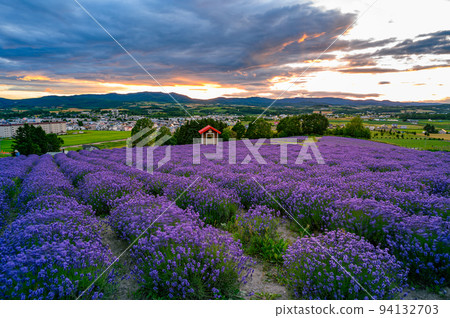 夕陽下的薰衣草園，富良野北海道 94132703