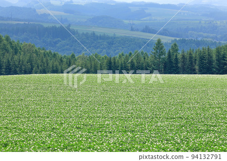 [Biei Town, Hokkaido] Potato field 94132791