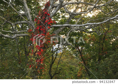 Red ivy in Yuri, Rankoshi-cho, Hokkaido 94132847
