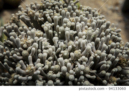 terbinicarpus minima  cactus in cacti green house 94133060