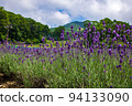 在夏日風景中閃耀的薰衣草 94133090