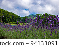 在夏日風景中閃耀的薰衣草 94133091