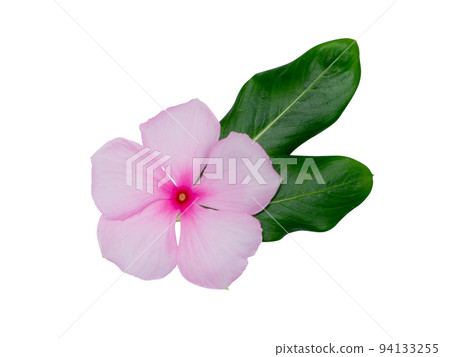Close up Cape Periwinkle, Bringht Eye, Indian Periwinkle, Madagascar Periwinkle flower with leaf. 94133255