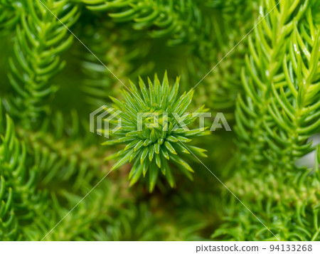 Close up Leaves of Coral reef araucaria, Cook pine, New Caledonia pine, Cook araucaria on blur background. 94133268