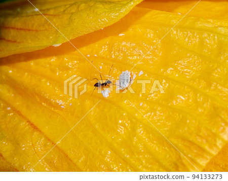 Close up Black ant are raising Striped mealybug on yellow flower. 94133273