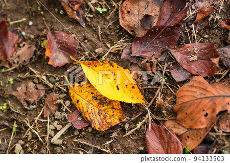 Fallen leaves 94133503