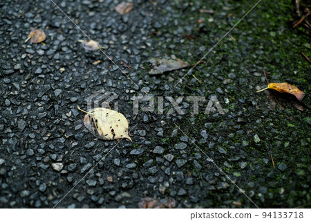 Fallen leaves on asphalt wet with rain Fallen leaves on asphalt wet with rain 94133718