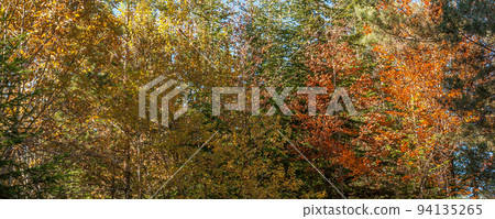 autumn panorama banner with colorful trees 94135265