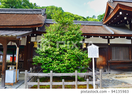 京都下鴨神社假雪 94135983