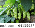 Green fresh hop cones for making beer and bread closeup. Big hop plants in world largest area of hops agriculture. Hops are main ingredients in Beer production 94135987