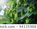 Green fresh hop cones for making beer and bread closeup. Big hop plants in world largest area of hops agriculture. Hops are main ingredients in Beer production 94135988