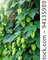 Hop cones and leaves. Big hop plants in world largest area of hops agriculture, Hallertau, Holledau, Germany, banner 94135989