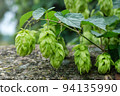 Green fresh hop cones for making beer and bread closeup. Big hop plants in world largest area of hops agriculture. Hops are main ingredients in Beer production 94135990