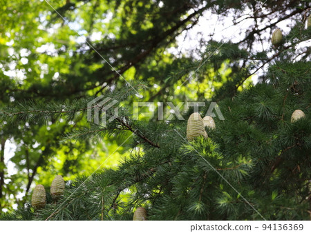 Cedar cones (Cedar rose) on the tree 94136369