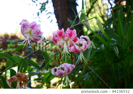 鹿子百合在森林中靜靜綻放 鹿子百合在森林中靜靜綻放 94136552