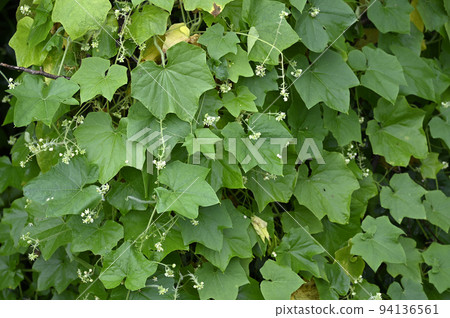 阿雷基烏裡 94136561