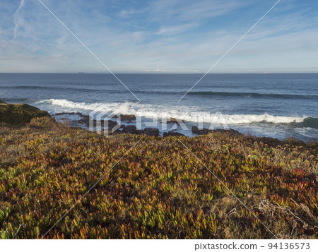 View of the rocky sea shore with the red and green leaves of Carpobrotus edulis, ground-creeping succulent plant near praia pequena beach at wild Vicentina coast in Porto Covo, Portugal. Golden hour. View of the rocky sea shore with the red and green leaves of Carpobrotus edulis, ground-creeping succulent plant near praia pequena beach at wild Vicentina coast in Porto Covo, Portugal. Golden hour. 94136573
