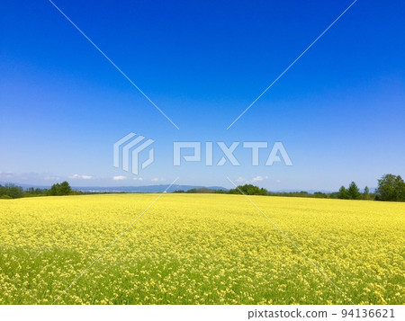 A beautiful contrast between the blue sky and the field of rape blossoms A beautiful contrast between the blue sky and the field of rape blossoms 94136621