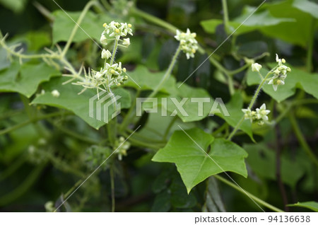 Alecipoli flowers 94136638