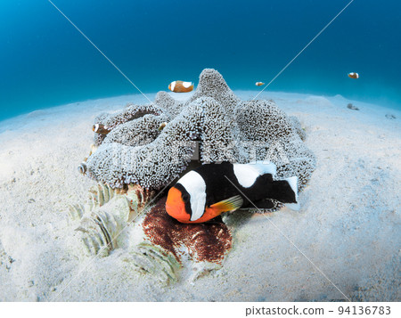Touaka Anemonefish Touaka Anemonefish 94136783
