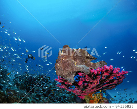 Flying frog 94136925