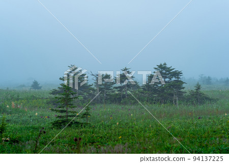 morning predawn foggy natural landscape, swampy meadow with small trees 94137225