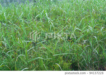natural background - forbs in a marshy meadow natural background - forbs in a marshy meadow 94137228