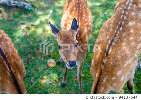 [#Nara] 奈良公園的鹿 14 94137644