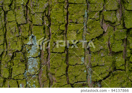Tree trunk covered with green mold and moss, tree bark close Tree trunk covered with green mold and moss, tree bark close 94137866