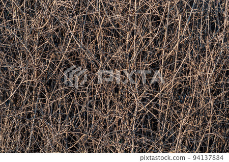 Background intertwined branches shrub, thicket shrubs Background intertwined branches shrub, thicket shrubs 94137884