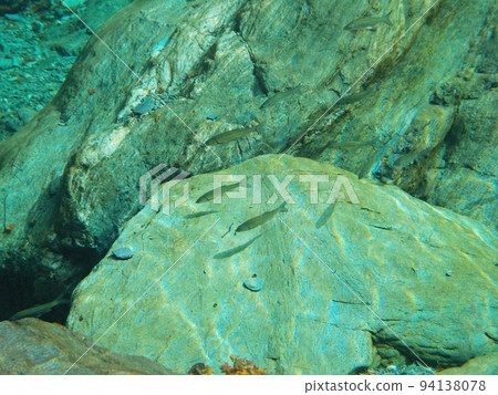 Sweetfish living in the highly transparent Niyodo Blue, Niyodogawa-cho, Agawa-gun, Kochi Prefecture, Japan Sweetfish living in the highly transparent Niyodo Blue, Niyodogawa-cho, Agawa-gun, Kochi Prefecture, Japan 94138078