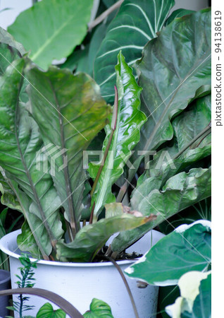 Anthurium Renaissance or Anthurium Renaissance leaf ,leaves 94138619