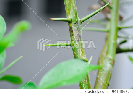 Pomelo leaf ,Pampelmoose or Citrus maxima or RUTACEAE plant and dew drop 94138622
