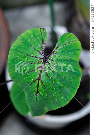 Colocasia Pharaohs Mask , Pharaohs mask elephant ear or Colocasia and rain drop 94138627