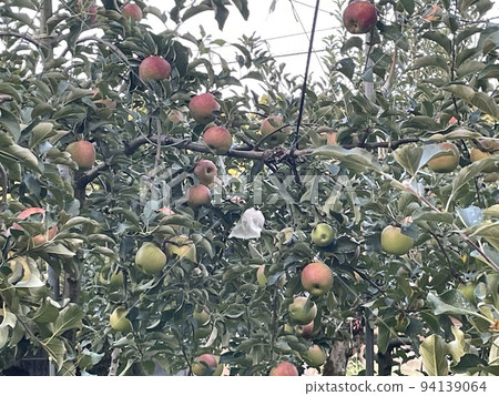 蘋果樹 94139064