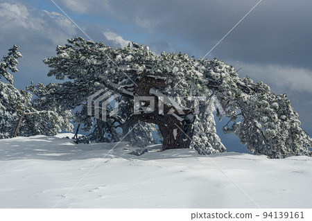 Snow covered pine tree on mountain Ai-Petri after blizzard. Crimea Snow covered pine tree on mountain Ai-Petri after blizzard. Crimea 94139161