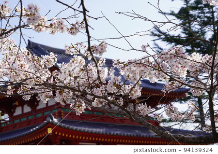 立科山正光寺是著名的賞櫻勝地，可以看到“本州最慢的染井吉野櫻花樹”。 94139324