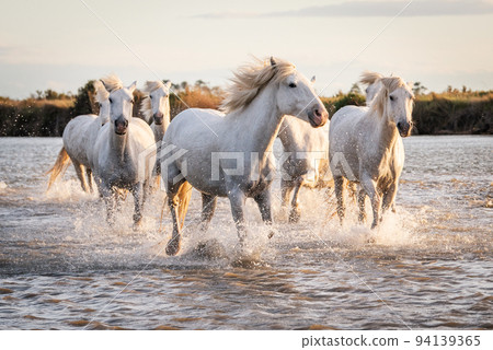 White horses in Camargue, France. 94139365