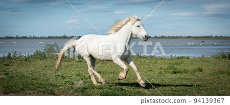 Horses in Camargue Horses in Camargue 94139367