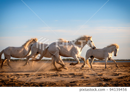 Herd of white horses are taking time on the beach. Image taken in Camargue, France. Herd of white horses are taking time on the beach. Image taken in Camargue, France. 94139456