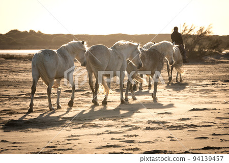 Herd of white horses are taking time on the beach. Image taken in Camargue, France. Herd of white horses are taking time on the beach. Image taken in Camargue, France. 94139457