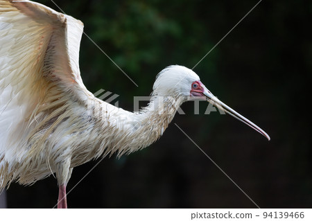 Portrait of the African spoonbill  bird 94139466