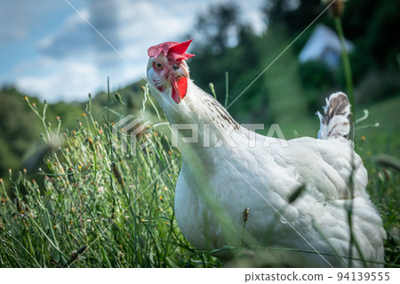 Beautiful hen in a green background 94139555