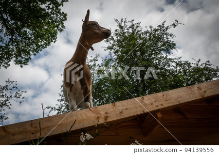 Cutty dwarf goat with funny attitudes 94139556