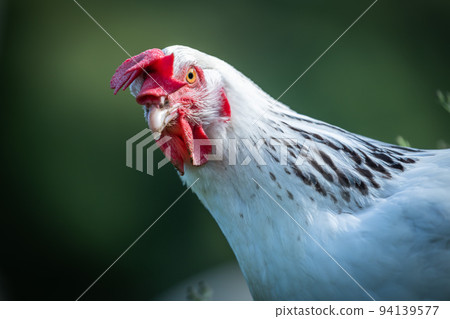 Beautiful hen in a green background 94139577