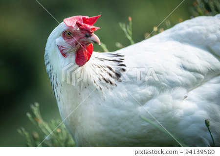 Beautiful hen in a green background 94139580