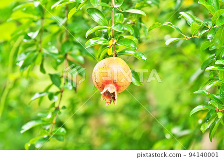 Large pomegranate fruit (Autumn, September) 94140001
