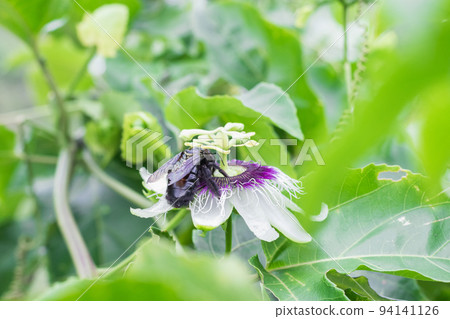 bombus atratus, pauloensis, black manganga or paramo bumblebee (abejorro negro), flower pollination in passion fruit cultivation. lives mainly in South America, photo from the back or tail 94141126