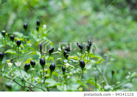 Colombian wild chili (aji chirca), usually grows in wild places in the form of a bush, cultivated mainly in South America Colombian wild chili (aji chirca), usually grows in wild places in the form of a bush, cultivated mainly in South America 94141128