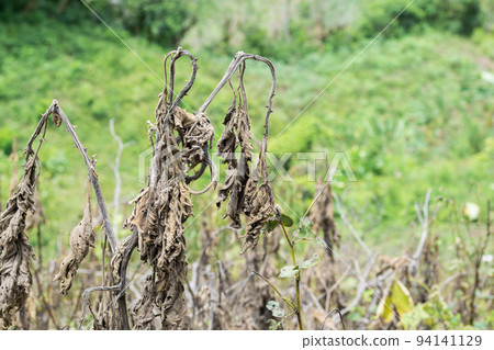 Solanum quitoense, lulo plant dried or killed by high heat temperature, in the middle of a pasture 94141129